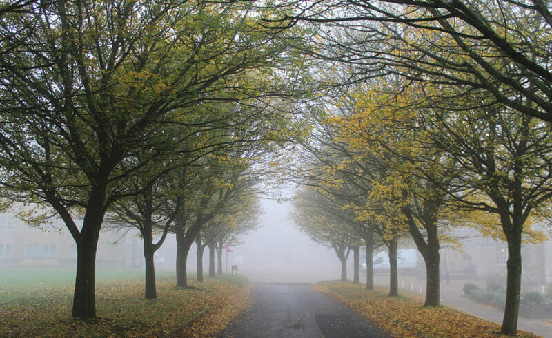 Downside School Driveway, planted by the Eke Family in 1995